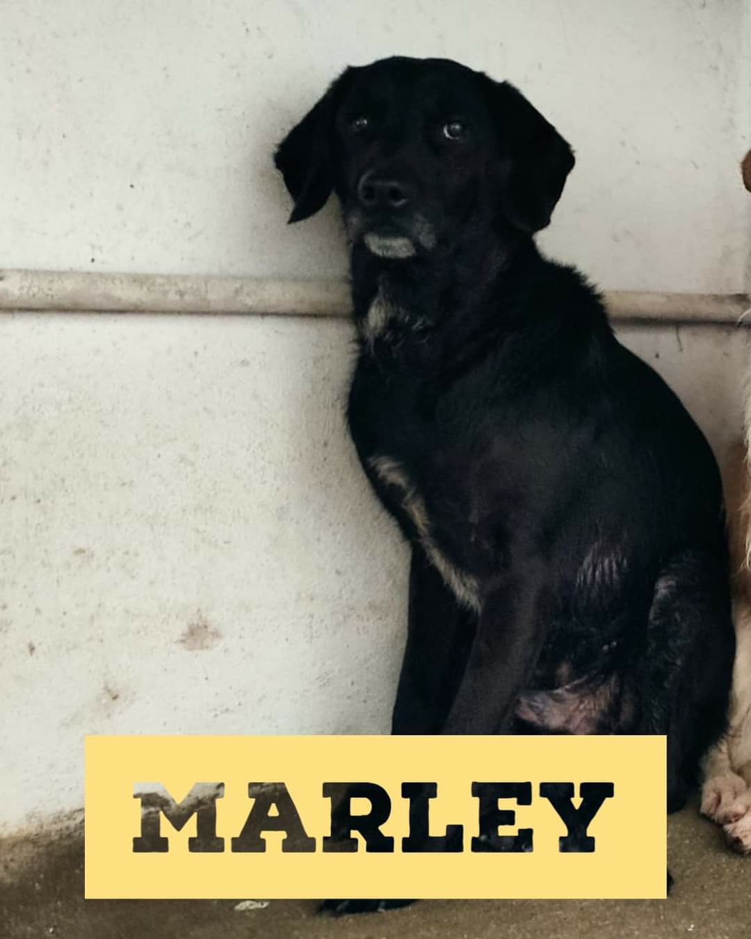 Marley